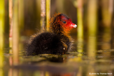 Eurasian Coot chick looking for shelter