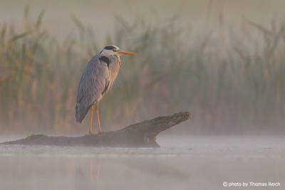 Grey Heron habitat