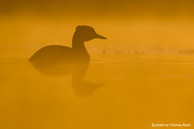 Red-necked Grebe Silhouette in the fog