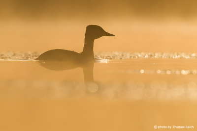 Silhouette of Red-necked Grebe in the morning light