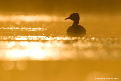Silhouette of Red-necked Grebe
