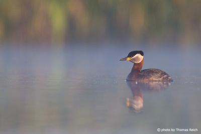 Red-necked Grebe in the morning fog