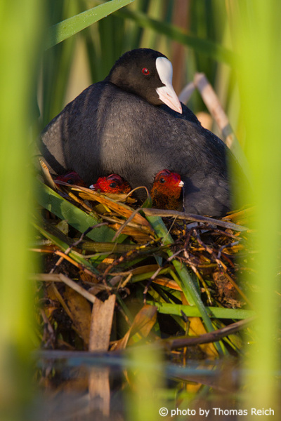 Blässhuhn Familie mit zwei Vogelkinder im Nest