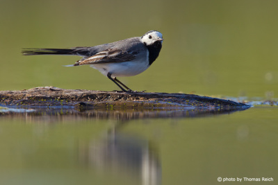 White Wagtail looking for food