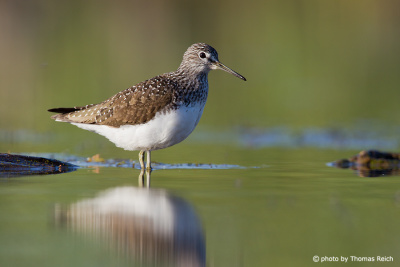 Green Sandpiper reflected in the water