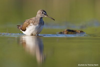 Green Sandpiper wades in water