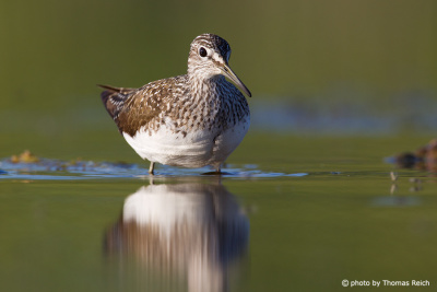 Green Sandpiper wading in the lake