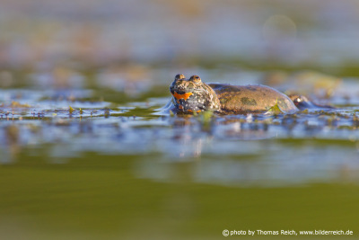 Fire-bellied Toad habitat