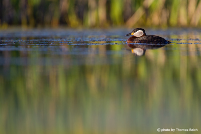 Red-necked Grebe in a pond