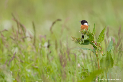 European Stonechat foraging and diet