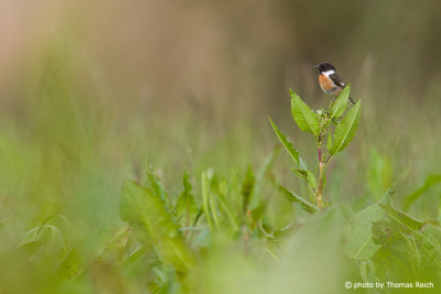 European Stonechat in Germany