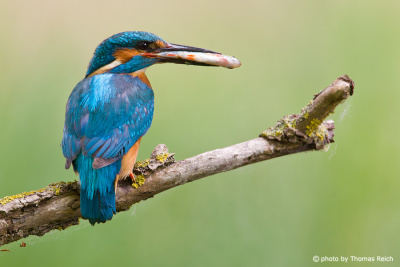 Common Kingfisher holding a fish