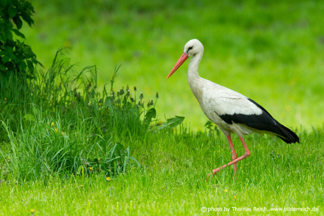White Stork habitat