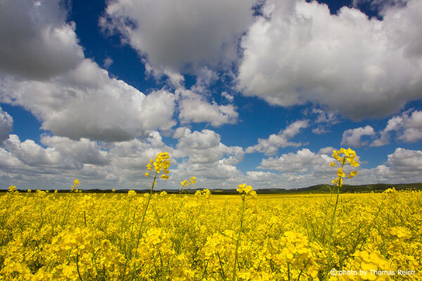 Rapeseed photos Agriculture