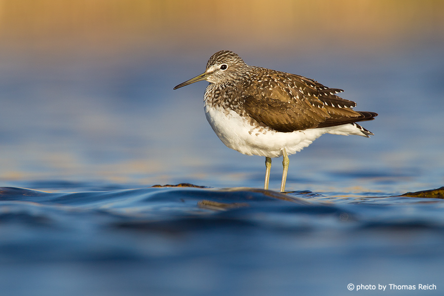 Green Sandpiper feathers