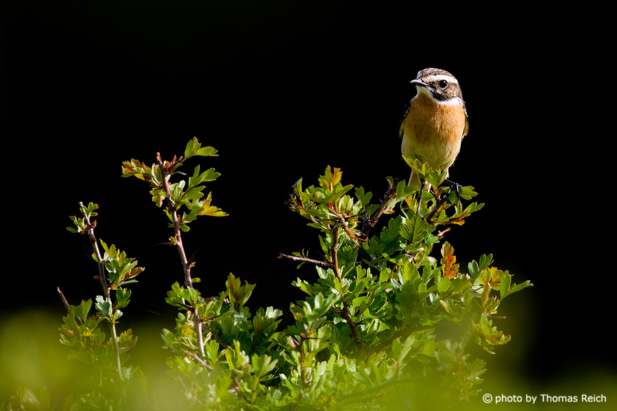 Whinchat diet