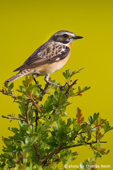 Whinchat sitting after flying