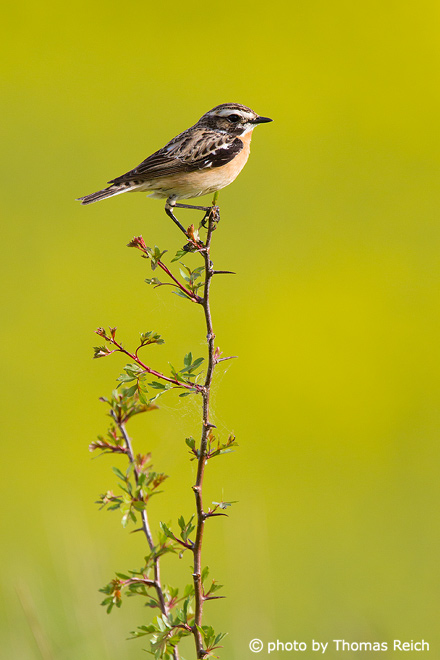 Whinchat in spring time