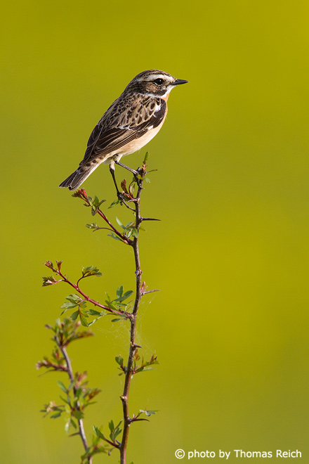 Whinchat bird in Germany