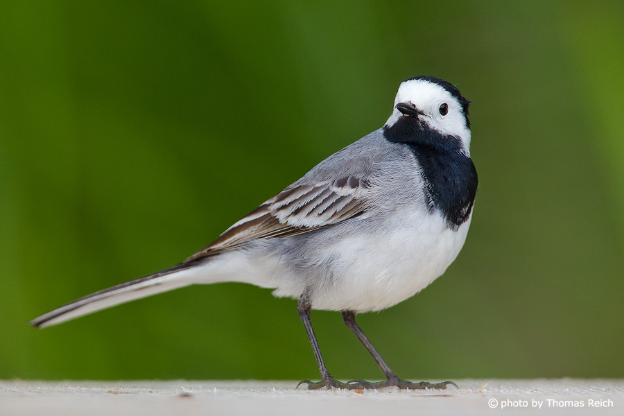 White Wagtail plumage