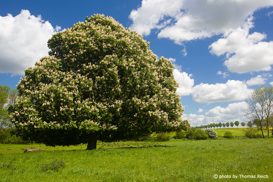Blooming horse chestnut in spring