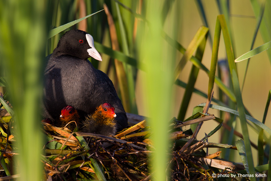 Eurasian Coot with chicks on nest