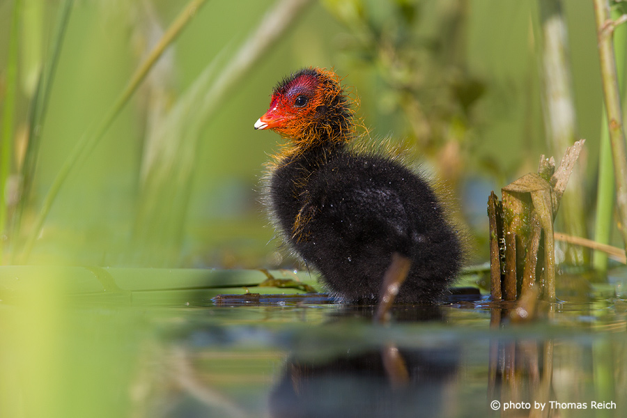 Young Eurasian Coot in the reed