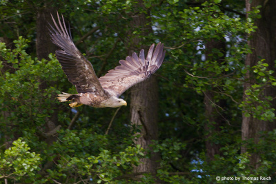 Flying White-tailed Eagle in the forest