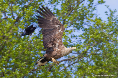 White-tailed Eagle in flight being chased by raven