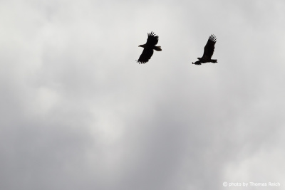 Flyingpair of White-tailed Eagles Silhouette