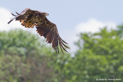 Plumage of a young White-tailed Eagle