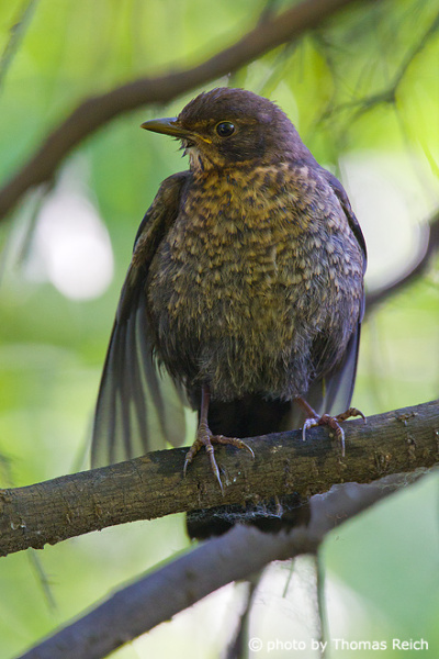 Young Common Blackbird cleans plumage
