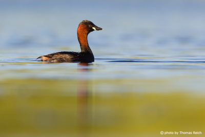 Little Grebe in the water