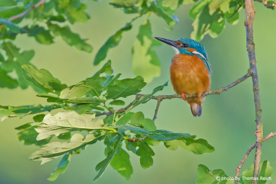 Common Kingfisher sitting on a oak branch