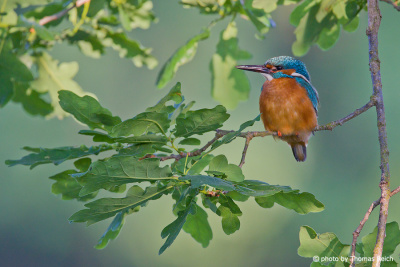 Common Kingfisher sits on oak branch
