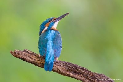 Common Kingfisher looking up