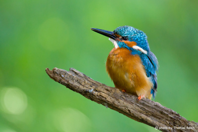 Common Kingfisher hunts from a perch