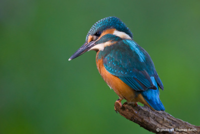 Common Kingfisher looking for prey