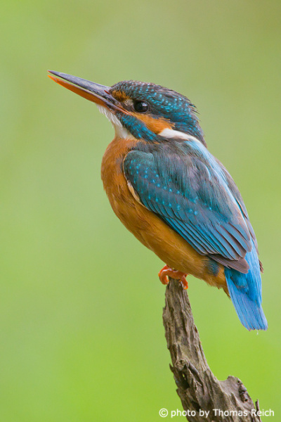 Female River Kingfisher