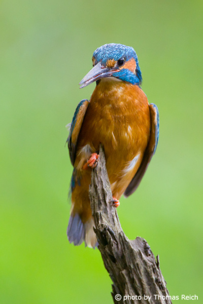 Common Kingfisher hunts perch above the water