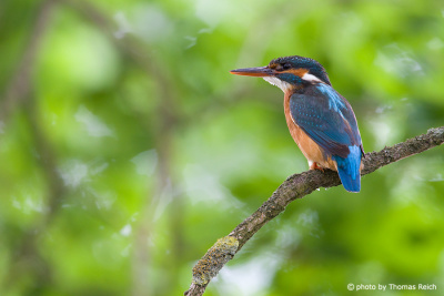 Common Kingfisher female in summer