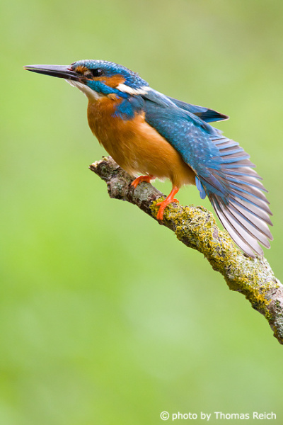 Common Kingfisher bird wing span