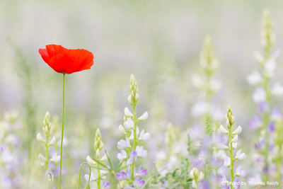 Common Poppy and lupine