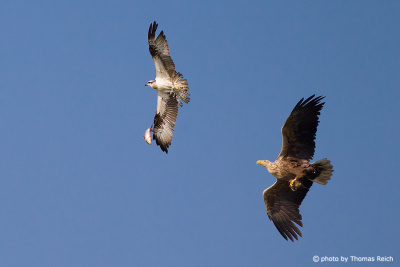 White-tailed Eagle vs osprey