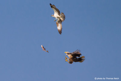 White-tailed Eagle steals fish from osprey