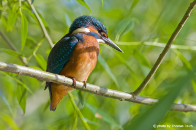 Common Kingfisher with sunrays