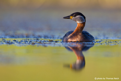 Red-necked Grebe swims in water
