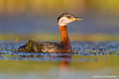Red-necked Grebe age