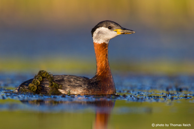 Appearance Red-necked Grebe bird
