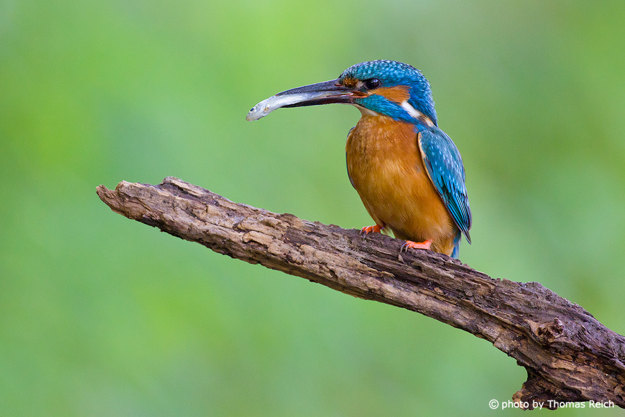Common Kingfisher with fish to feed